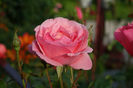 DSC00333