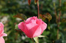 DSC00334