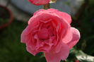 DSC00342