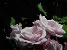 DSCN7310