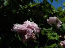 DSCN7311