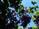 DSCN7316