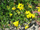 natura inflorita 001