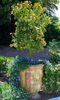 grace-gradina-flori-3