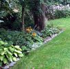 hosta-garden-cordyline