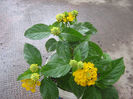 lantana 001