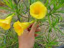 threvetia peruviana