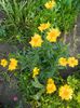 Coreopsis