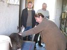 iepurii sant verificati la sange