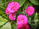Pink Dianthus (2014, May 26)
