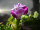 Torenia Rose Dream (2014, June 04)