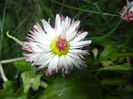 Bellis perennis Habanera (2014, May 24)