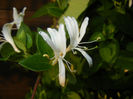 Lonicera japonica (2014, May 27)