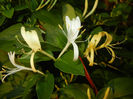 Lonicera japonica (2014, May 27)