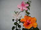 DSC09202
