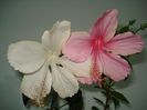 DSC09204