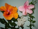 DSC09207