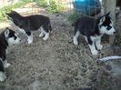 DSC04206