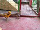 IMG_2247