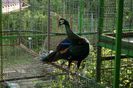 P VERDE (2)