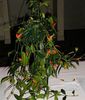 1915_Aeschynanthus%20horsefeldii%20aggs04_myhr_stewart