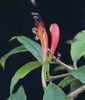 aeschinanthus ceylanicus