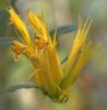 aeschinanthus chrysanthus