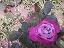 2014-06-blue queen