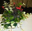 aeschinanthus lobbianus variegat