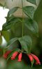 aeschinanthus magnificus