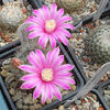 mammillaria longiflora