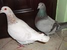 DSCF6165