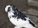 DSCF6196