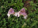 DSCF3029