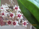 hoya greenii