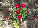 Bellis perenis