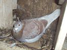 poze azi 06-06-2014 2259