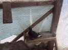 poze azi 06-06-2014 2266