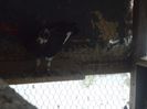 poze azi 06-06-2014 2267