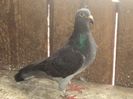 poze azi 06-06-2014 2268