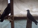 poze azi 06-06-2014 2270