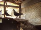 poze azi 06-06-2014 2207