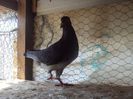 poze azi 06-06-2014 2211