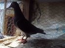 poze azi 06-06-2014 2212