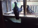poze azi 06-06-2014 2214