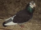 poze azi 06-06-2014 2222