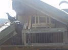 poze azi 06-06-2014 2164