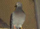 poze azi 06-06-2014 2168