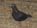 poze azi 06-06-2014 2170