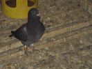 poze azi 06-06-2014 2176